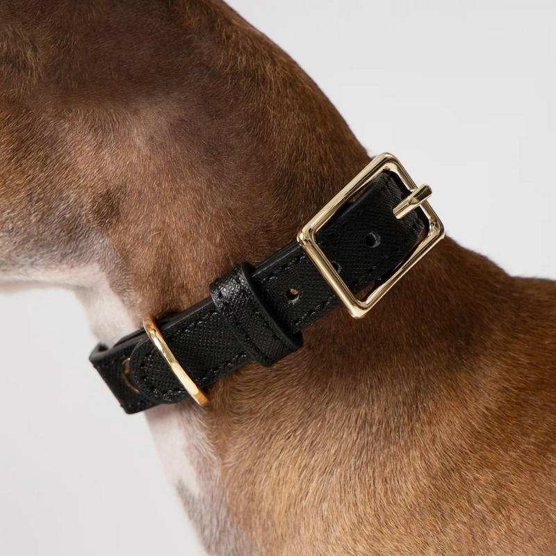 Classic Leather Dog Collar