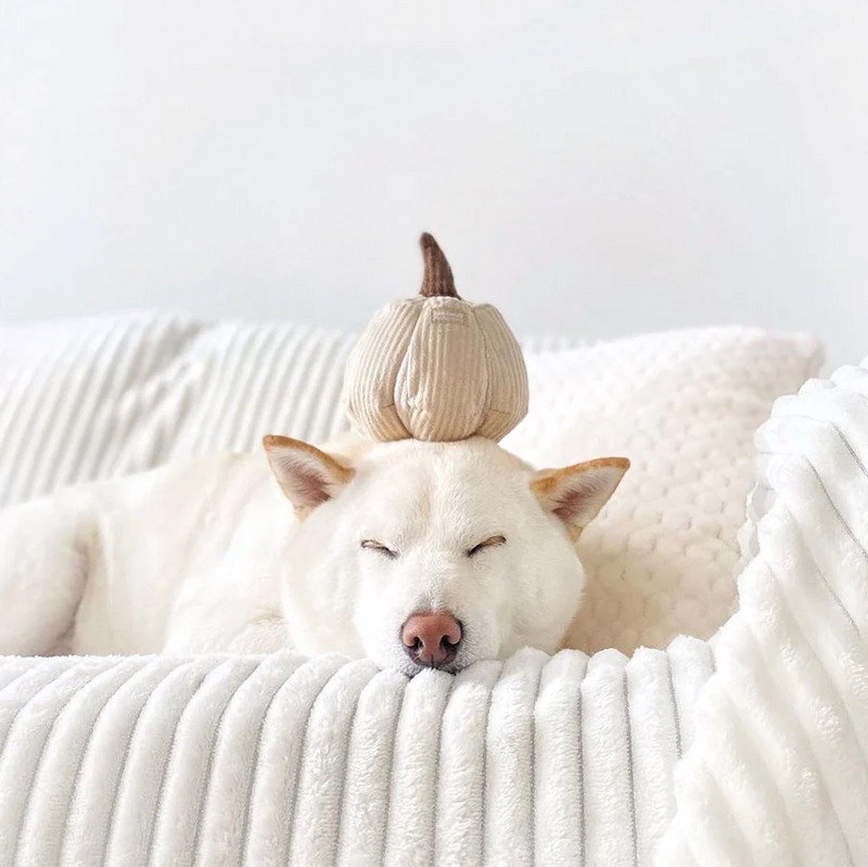 Boo Pumpkin Enrichment Dog Toy