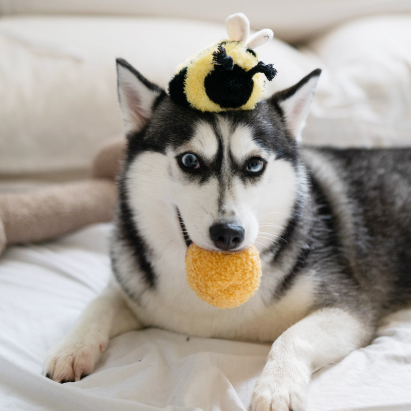 Bee Pop Enrichment Dog Toy