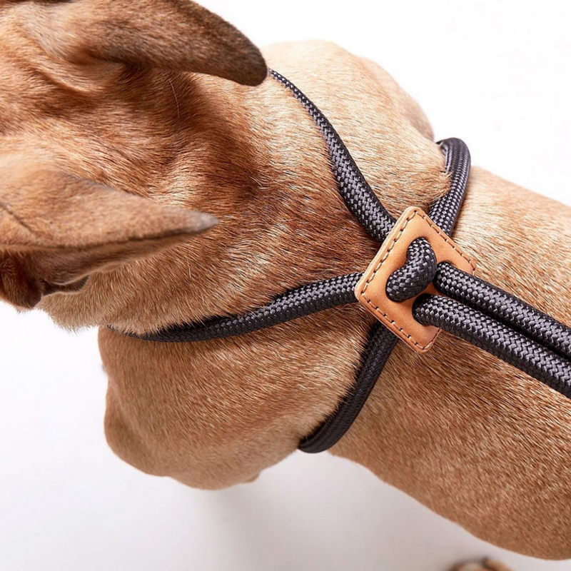 Ray Dog Harness